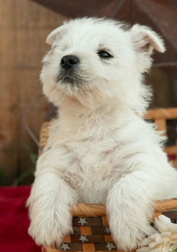 puppy, for, sale, West Highland White Terrier, Amos B. King, dog, breeder, Romney, WV, dog-breeder, puppy-for-sale, forsale, nearby, find, puppyfind, locator, puppylocator, aca